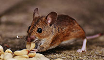 24 Hour & Emergency Exterminators in Spring Garden, CA